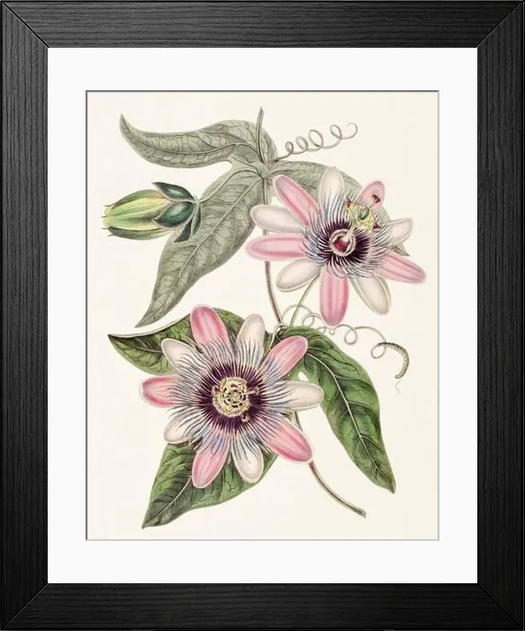 Framed Print : Passion Flower: Digital vintage-style painting of a flower on textured watercolor paper background Framed Print : Passion Flower: Digital vintage-style painting of a flower on textured watercolor paper background