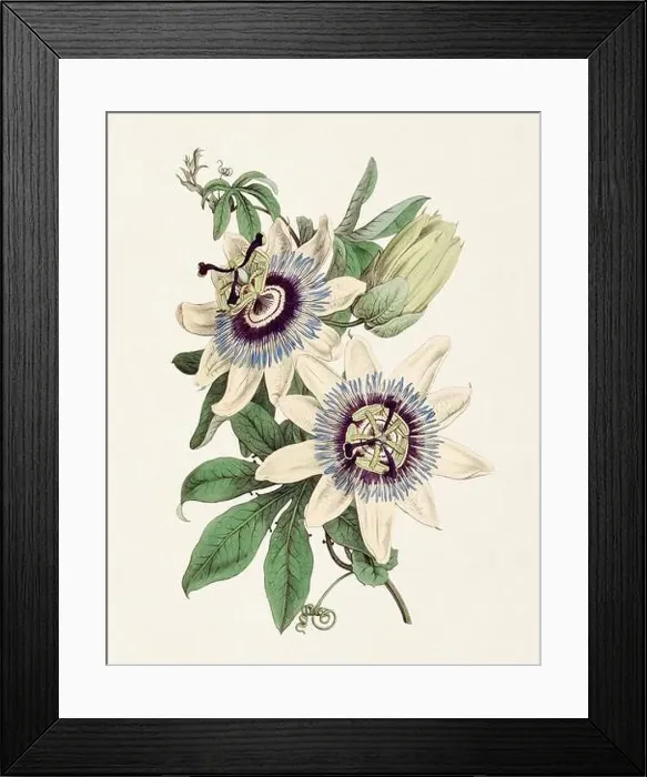 Framed Print : Passion Flower: Digital vintage-style painting of a flower on textured watercolor paper background Framed Print : Passion Flower: Digital vintage-style painting of a flower on textured watercolor paper background
