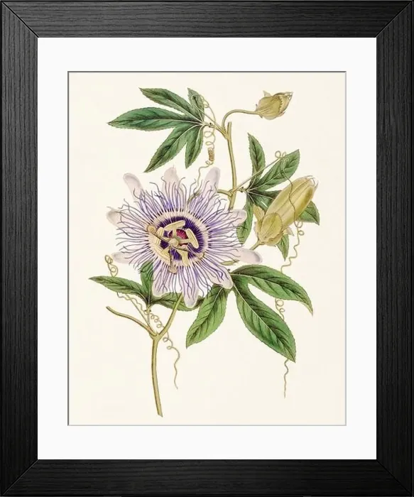 Framed Print : Passion Flower: Digital vintage-style painting of a flower on textured watercolor paper background Framed Print : Passion Flower: Digital vintage-style painting of a flower on textured watercolor paper background