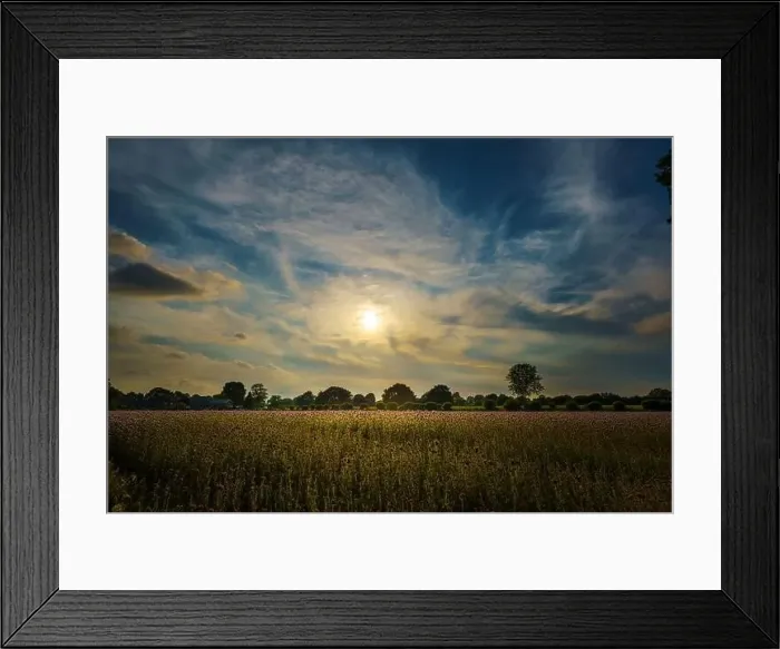 Framed Print : Sunset over a cornfield with ripe golden ears Framed Print : Sunset over a cornfield with ripe golden ears