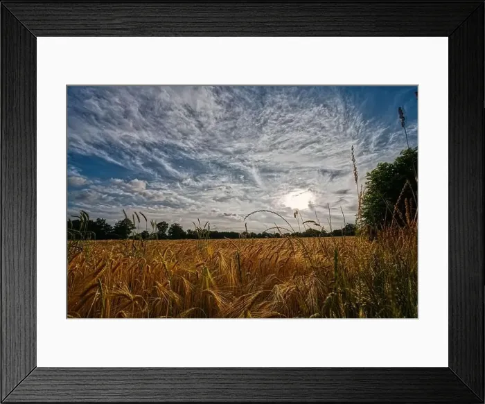 Framed Print : Sunset over a cornfield with ripe golden ears Framed Print : Sunset over a cornfield with ripe golden ears