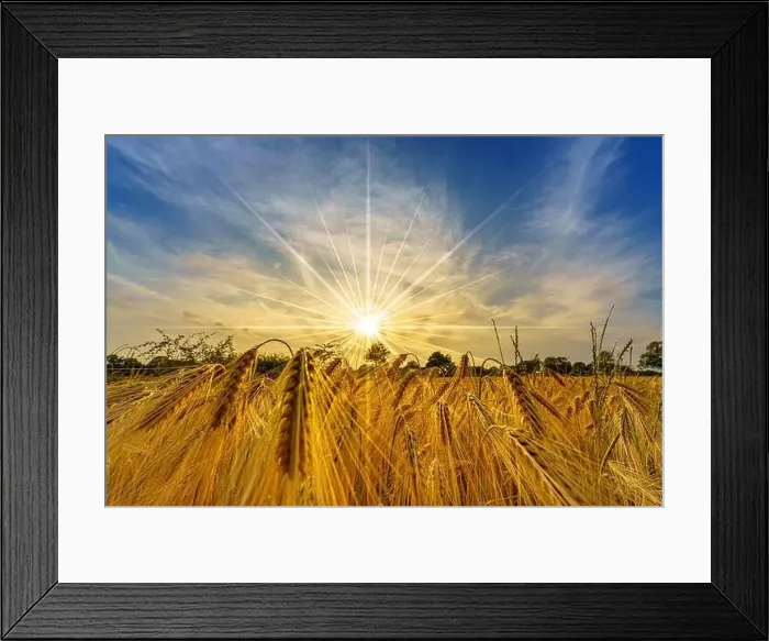 Framed Print : Sunset over a cornfield with ripe golden ears Framed Print : Sunset over a cornfield with ripe golden ears