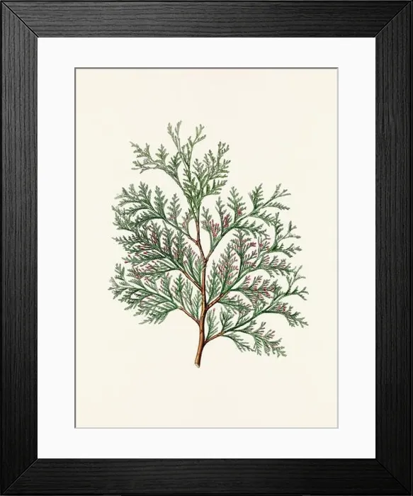 Framed Print : Vintage botanical depiction of pinecone fruits. Plate sourced from a 19th-century botanical book Framed Print : Vintage botanical depiction of pinecone fruits. Plate sourced from a 19th-century botanical book