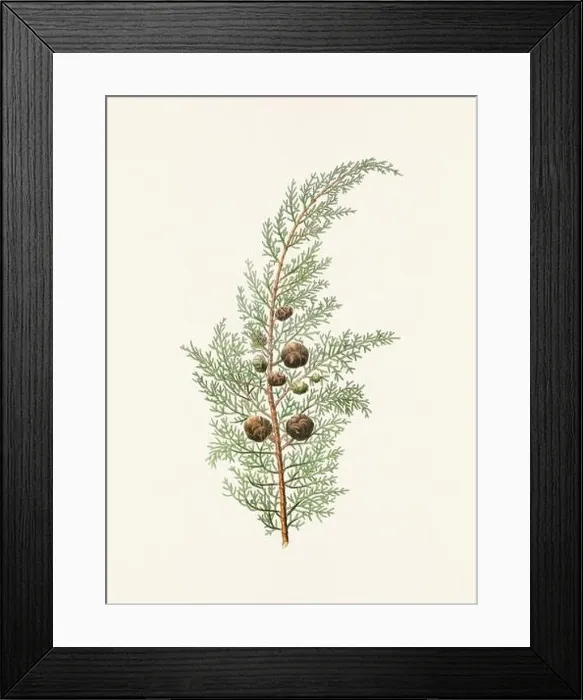 Framed Print : Vintage botanical depiction of pinecone fruits. Plate sourced from a 19th-century botanical book Framed Print : Vintage botanical depiction of pinecone fruits. Plate sourced from a 19th-century botanical book