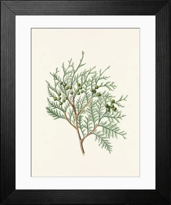 Framed Print : Vintage botanical depiction of pinecone fruits. Plate sourced from a 19th-century botanical book Framed Print : Vintage botanical depiction of pinecone fruits. Plate sourced from a 19th-century botanical book
