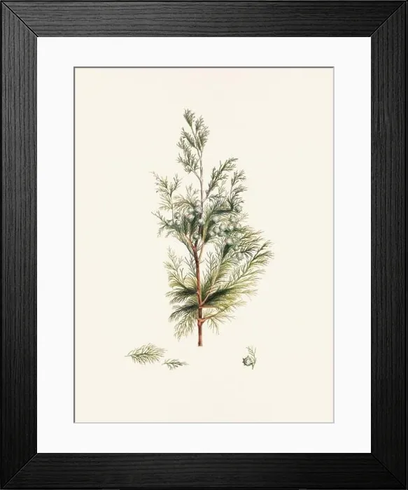 Framed Print : Vintage botanical depiction of pinecone fruits. Plate sourced from a 19th-century botanical book Framed Print : Vintage botanical depiction of pinecone fruits. Plate sourced from a 19th-century botanical book