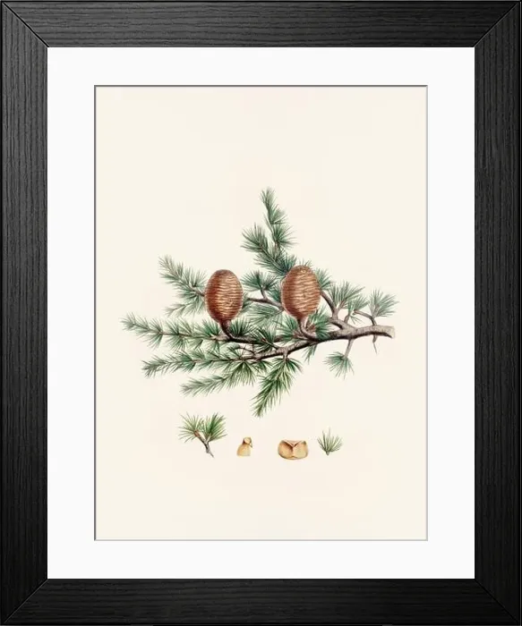 Framed Print : Vintage botanical depiction of pinecone fruits. Plate sourced from a 19th-century botanical book Framed Print : Vintage botanical depiction of pinecone fruits. Plate sourced from a 19th-century botanical book