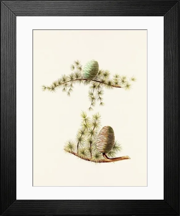 Framed Print : Vintage botanical depiction of pinecone fruits. Plate sourced from a 19th-century botanical book Framed Print : Vintage botanical depiction of pinecone fruits. Plate sourced from a 19th-century botanical book