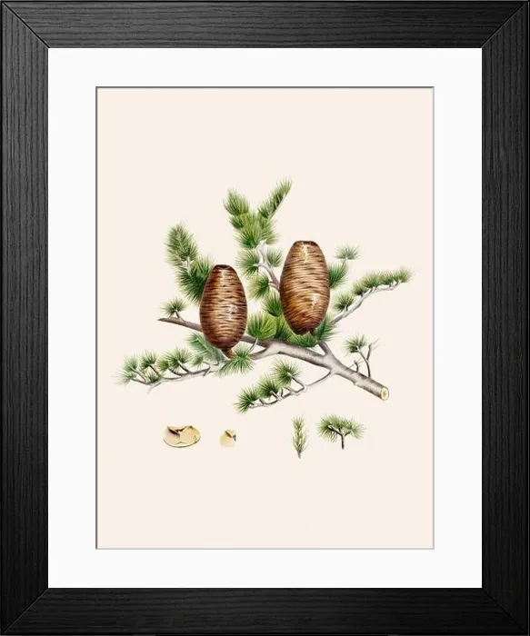 Framed Print : Vintage botanical depiction of pinecone fruits. Plate sourced from a 19th-century botanical book Framed Print : Vintage botanical depiction of pinecone fruits. Plate sourced from a 19th-century botanical book
