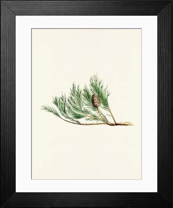Framed Print : Vintage botanical depiction of pinecone fruits. Plate sourced from a 19th-century botanical book Framed Print : Vintage botanical depiction of pinecone fruits. Plate sourced from a 19th-century botanical book