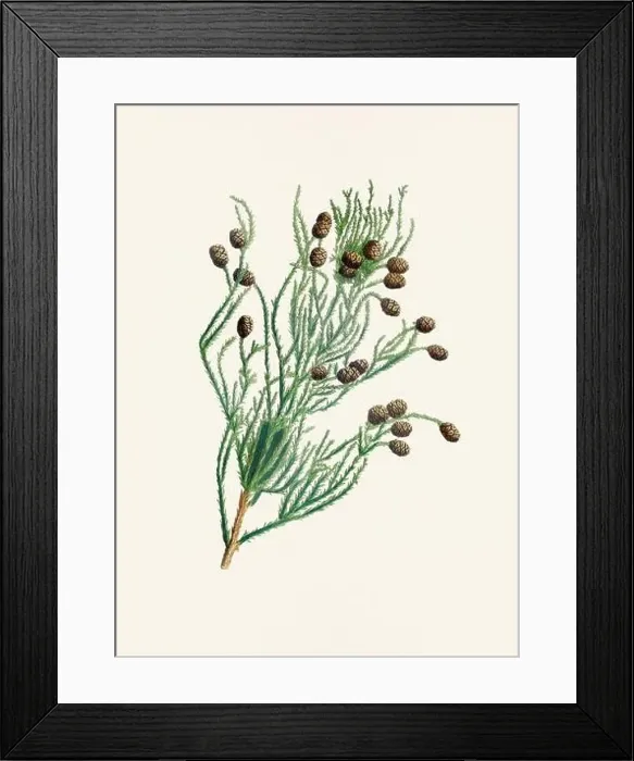 Framed Print : Vintage botanical depiction of pinecone fruits. Plate sourced from a 19th-century botanical book Framed Print : Vintage botanical depiction of pinecone fruits. Plate sourced from a 19th-century botanical book