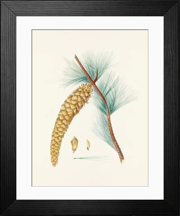 Framed Print : Vintage botanical depiction of pinecone fruits. Plate sourced from a 19th-century botanical book Framed Print : Vintage botanical depiction of pinecone fruits. Plate sourced from a 19th-century botanical book
