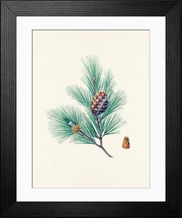 Framed Print : Vintage botanical depiction of pinecone fruits. Plate sourced from a 19th-century botanical book Framed Print : Vintage botanical depiction of pinecone fruits. Plate sourced from a 19th-century botanical book