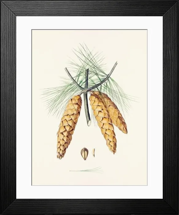 Framed Print : Vintage botanical depiction of pinecone fruits. Plate sourced from a 19th-century botanical book Framed Print : Vintage botanical depiction of pinecone fruits. Plate sourced from a 19th-century botanical book
