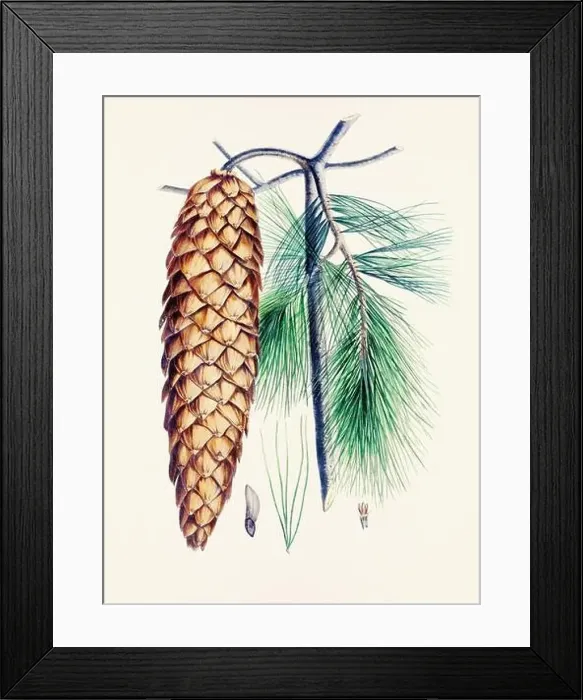 Framed Print : Vintage botanical depiction of pinecone fruits. Plate sourced from a 19th-century botanical book