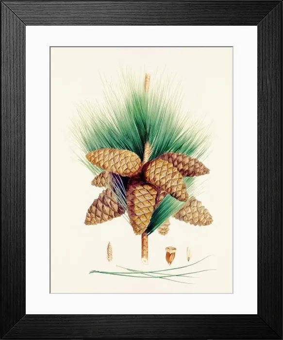 Framed Print : Vintage botanical depiction of pinecone fruits. Plate sourced from a 19th-century botanical book