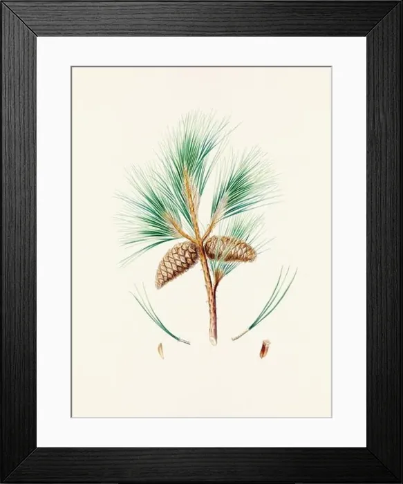 Framed Print : Vintage botanical depiction of pinecone fruits. Plate sourced from a 19th-century botanical book Framed Print : Vintage botanical depiction of pinecone fruits. Plate sourced from a 19th-century botanical book