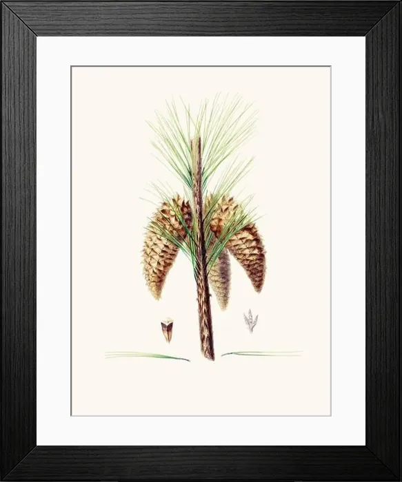 Framed Print : Vintage botanical depiction of pinecone fruits. Plate sourced from a 19th-century botanical book Framed Print : Vintage botanical depiction of pinecone fruits. Plate sourced from a 19th-century botanical book