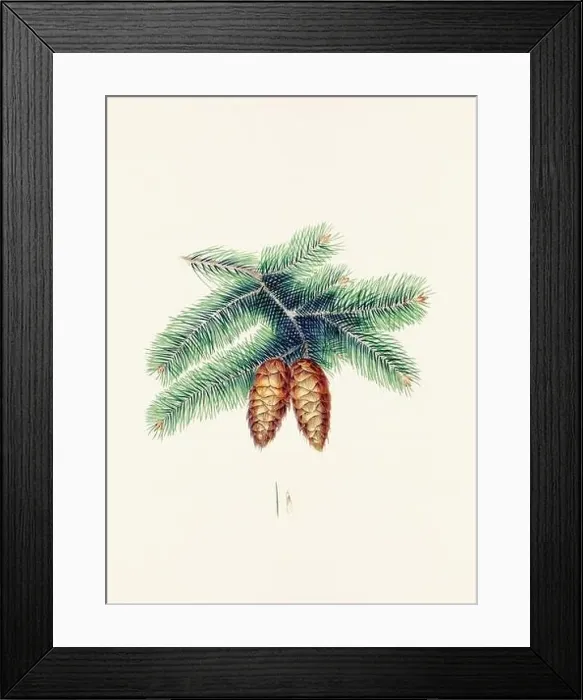 Framed Print : Vintage botanical depiction of pinecone fruits. Plate sourced from a 19th-century botanical book Framed Print : Vintage botanical depiction of pinecone fruits. Plate sourced from a 19th-century botanical book