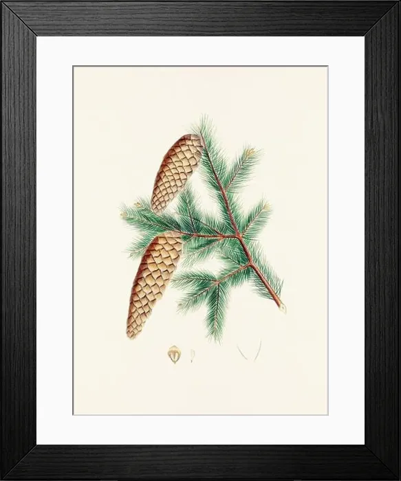 Framed Print : Vintage botanical depiction of pinecone fruits. Plate sourced from a 19th-century botanical book Framed Print : Vintage botanical depiction of pinecone fruits. Plate sourced from a 19th-century botanical book