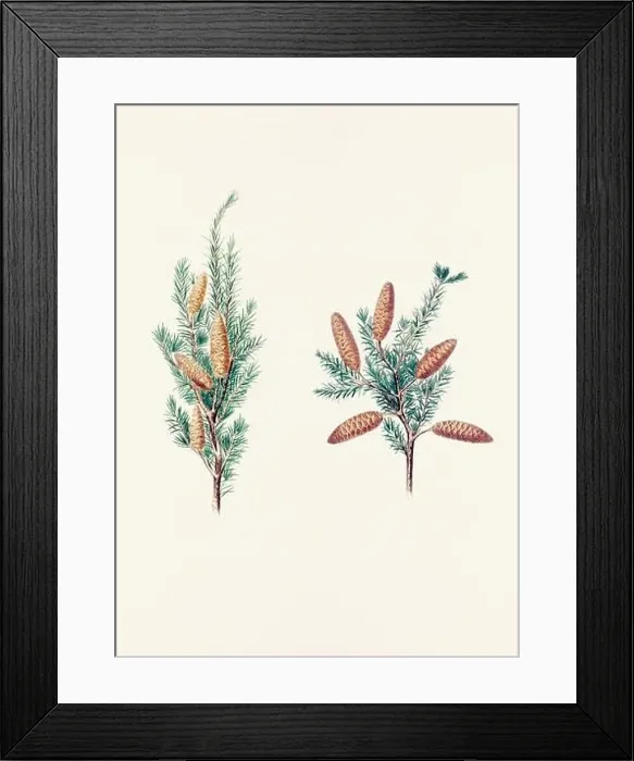 Framed Print : Vintage botanical depiction of pinecone fruits. Plate sourced from a 19th-century botanical book Framed Print : Vintage botanical depiction of pinecone fruits. Plate sourced from a 19th-century botanical book