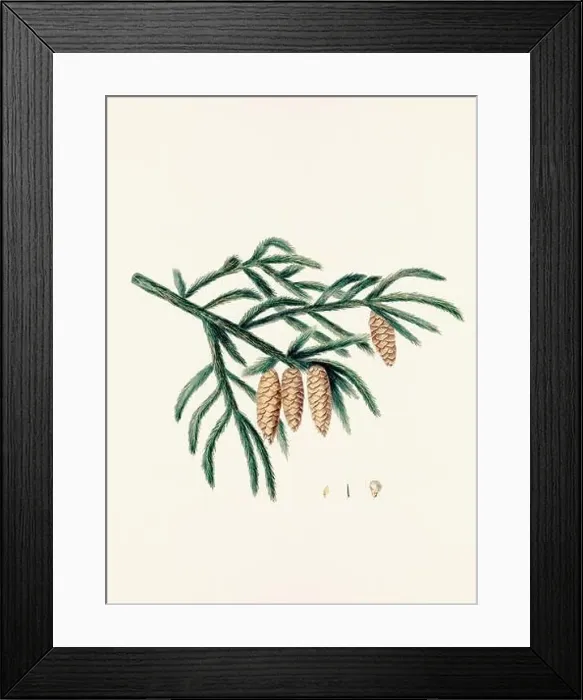 Framed Print : Vintage botanical depiction of pinecone fruits. Plate sourced from a 19th-century botanical book Framed Print : Vintage botanical depiction of pinecone fruits. Plate sourced from a 19th-century botanical book