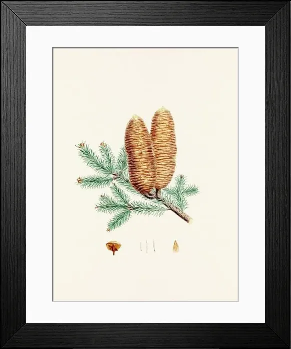 Framed Print : Vintage botanical depiction of pinecone fruits. Plate sourced from a 19th-century botanical book
