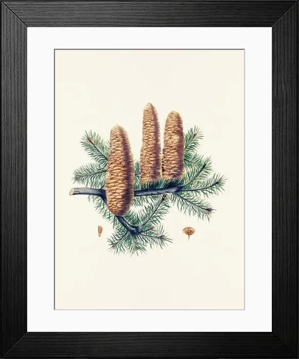 Framed Print : Vintage botanical depiction of pinecone fruits. Plate sourced from a 19th-century botanical book Framed Print : Vintage botanical depiction of pinecone fruits. Plate sourced from a 19th-century botanical book