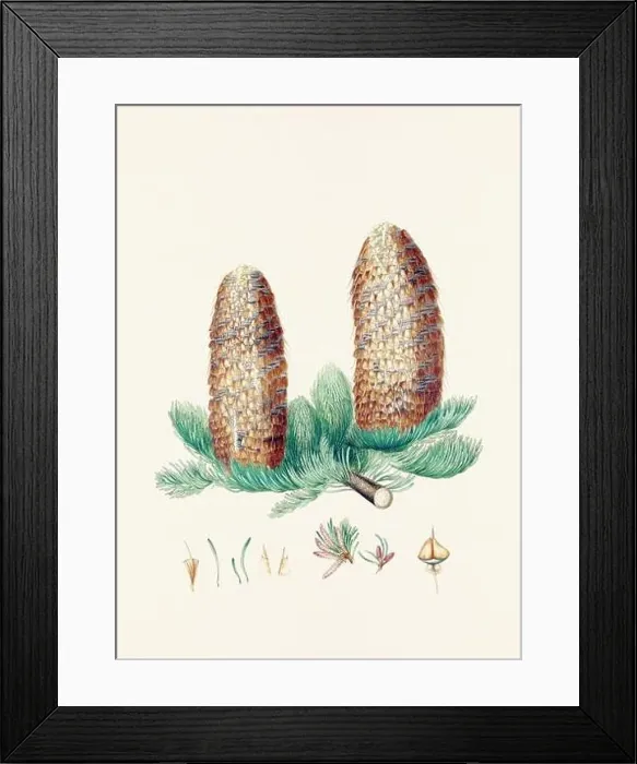 Framed Print : Vintage botanical depiction of pinecone fruits. Plate sourced from a 19th-century botanical book Framed Print : Vintage botanical depiction of pinecone fruits. Plate sourced from a 19th-century botanical book