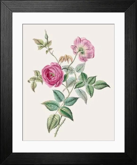 Framed Print : Vintage flower illustration Framed Print : Vintage flower illustration