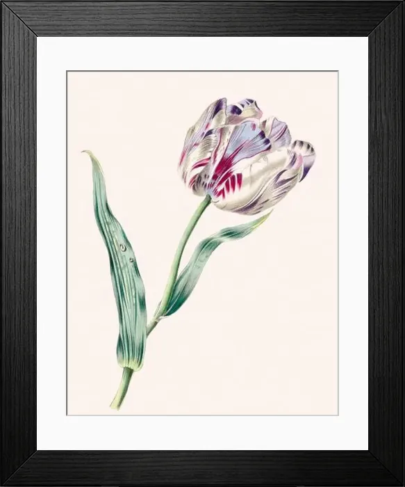 Framed Print : Vintage flower illustration Framed Print : Vintage flower illustration