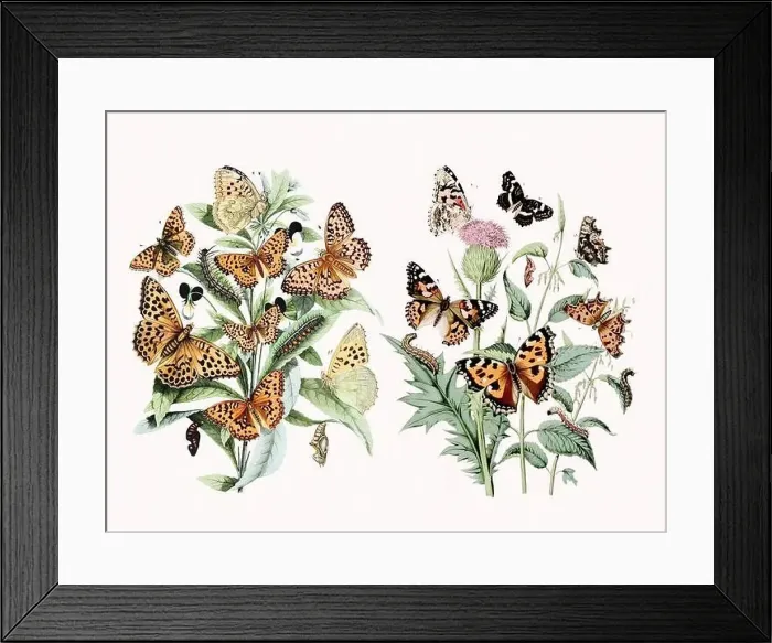 Framed Print : Digital watercolor butterflies: a burst of vibrant colors on textured white Framed Print : Digital watercolor butterflies: a burst of vibrant colors on textured white