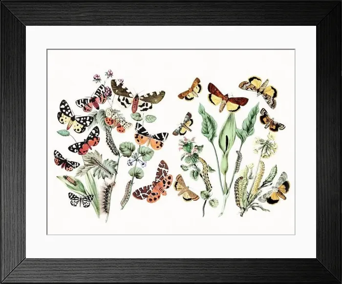 Framed Print : Digital watercolor butterflies: a burst of vibrant colors on textured white Framed Print : Digital watercolor butterflies: a burst of vibrant colors on textured white