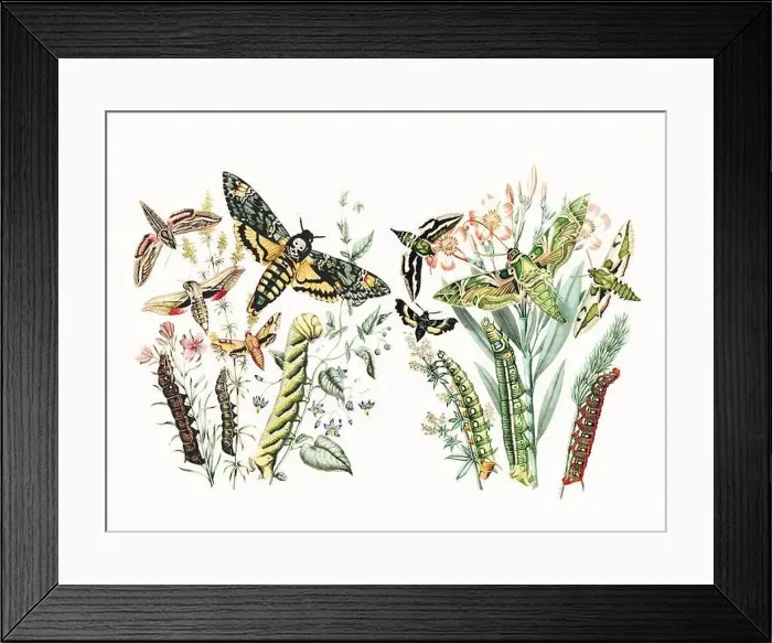 Framed Print : Digital watercolor butterflies: a burst of vibrant colors on textured white Framed Print : Digital watercolor butterflies: a burst of vibrant colors on textured white