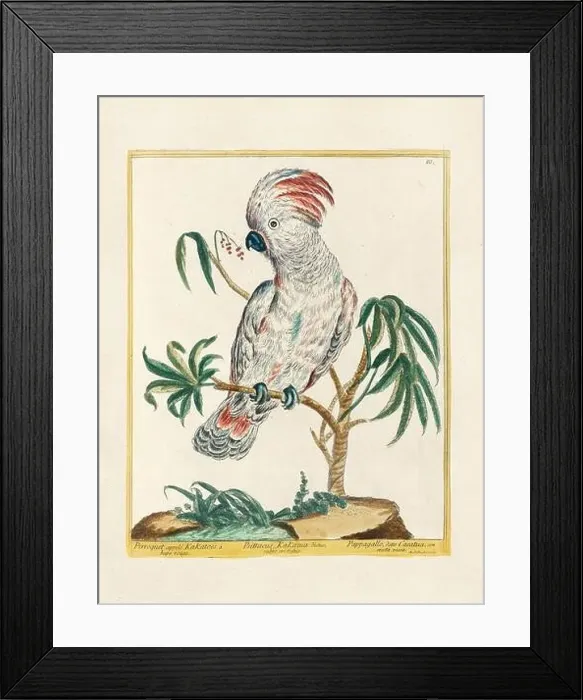 Framed Print : Vintage bird illustration. 18th century bird art. The Cockatoo. Ca. 1780 Framed Print : Vintage bird illustration. 18th century bird art. The Cockatoo. Ca. 1780