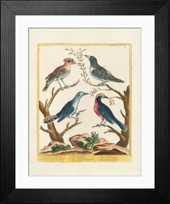 Framed Print : Vintage bird illustration. 18th century bird art. Ca. 1780 Framed Print : Vintage bird illustration. 18th century bird art. Ca. 1780