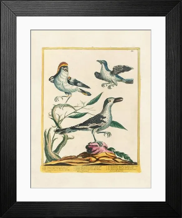 Framed Print : Vintage bird illustration. 18th century bird art. Ca. 1780 Framed Print : Vintage bird illustration. 18th century bird art. Ca. 1780