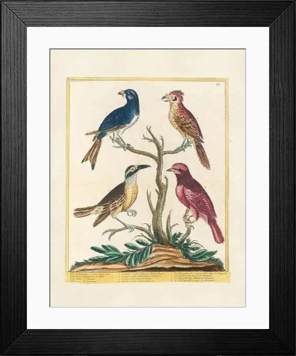 Framed Print : Vintage bird illustration. 18th century bird art. Ca. 1780 Framed Print : Vintage bird illustration. 18th century bird art. Ca. 1780