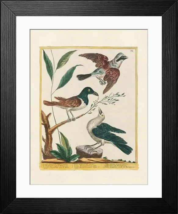 Framed Print : Vintage bird illustration. 18th century bird art. Ca. 1780 Framed Print : Vintage bird illustration. 18th century bird art. Ca. 1780