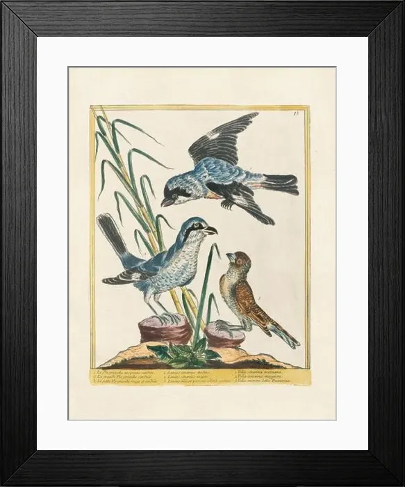 Framed Print : Vintage bird illustration. 18th century bird art. Ca. 1780 Framed Print : Vintage bird illustration. 18th century bird art. Ca. 1780