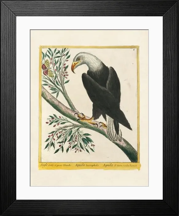 Framed Print : Vintage bird illustration. 18th century bird art. The Eagle. Ca. 1780 Framed Print : Vintage bird illustration. 18th century bird art. The Eagle. Ca. 1780