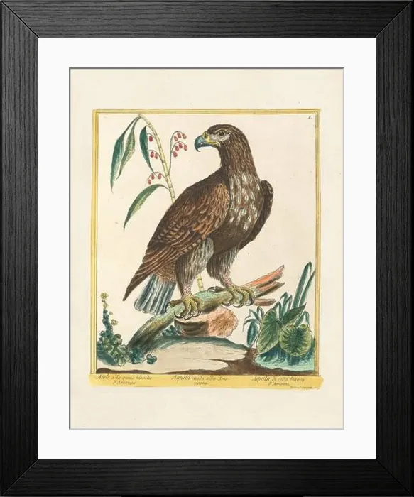 Framed Print : Vintage bird illustration. 18th century bird art. The Eagle. Ca. 1780 Framed Print : Vintage bird illustration. 18th century bird art. The Eagle. Ca. 1780