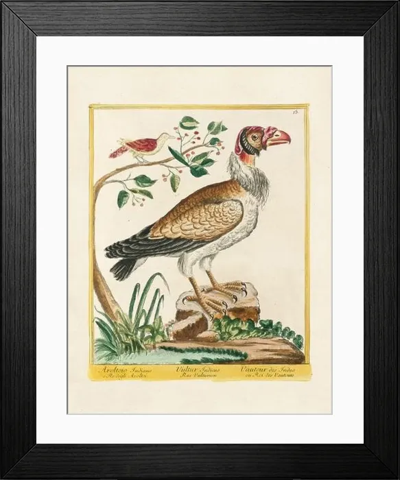 Framed Print : Vintage bird illustration. 18th century bird art. The Vulture. Ca. 1780 Framed Print : Vintage bird illustration. 18th century bird art. The Vulture. Ca. 1780