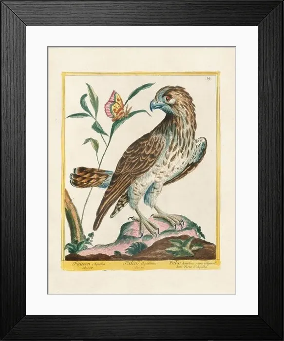 Framed Print : Vintage bird illustration. 18th century bird art. The Falcon. Ca. 1780 Framed Print : Vintage bird illustration. 18th century bird art. The Falcon. Ca. 1780