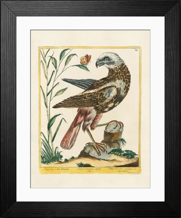 Framed Print : Vintage bird illustration. 18th century bird art. The Falcon. Ca. 1780 Framed Print : Vintage bird illustration. 18th century bird art. The Falcon. Ca. 1780