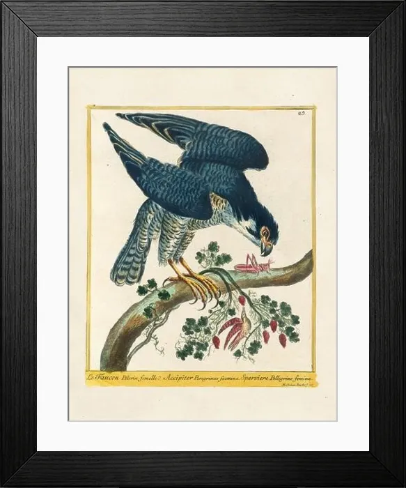 Framed Print : Vintage bird illustration. 18th century bird art. The Falcon. Ca. 1780 Framed Print : Vintage bird illustration. 18th century bird art. The Falcon. Ca. 1780
