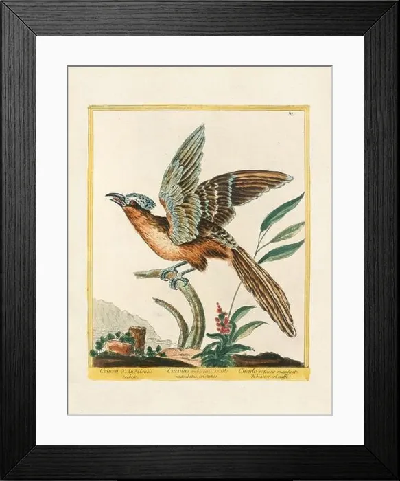Framed Print : Vintage bird illustration. 18th century bird art. The Cuckoo. Ca. 1780 Framed Print : Vintage bird illustration. 18th century bird art. The Cuckoo. Ca. 1780