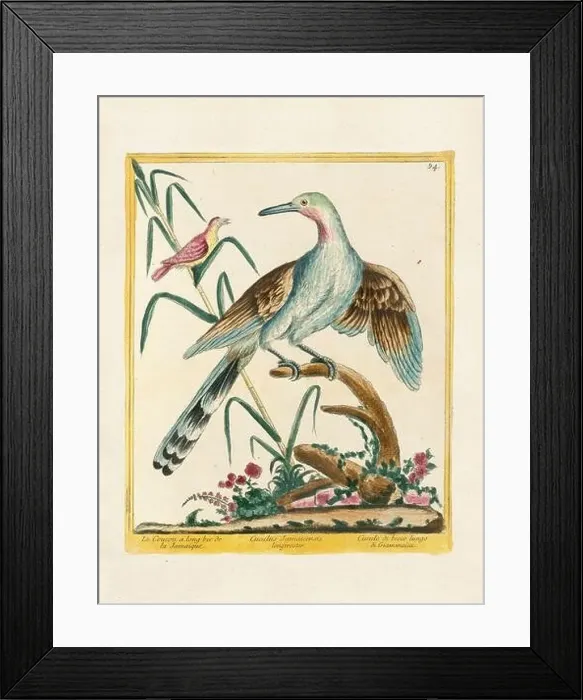 Framed Print : Vintage bird illustration. 18th century bird art. The Cuckoo. Ca. 1780 Framed Print : Vintage bird illustration. 18th century bird art. The Cuckoo. Ca. 1780