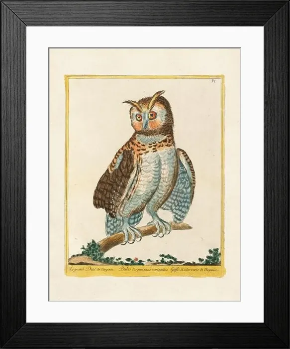 Framed Print : Vintage bird illustration. 18th century bird art. The Owl. Ca. 1780 Framed Print : Vintage bird illustration. 18th century bird art. The Owl. Ca. 1780