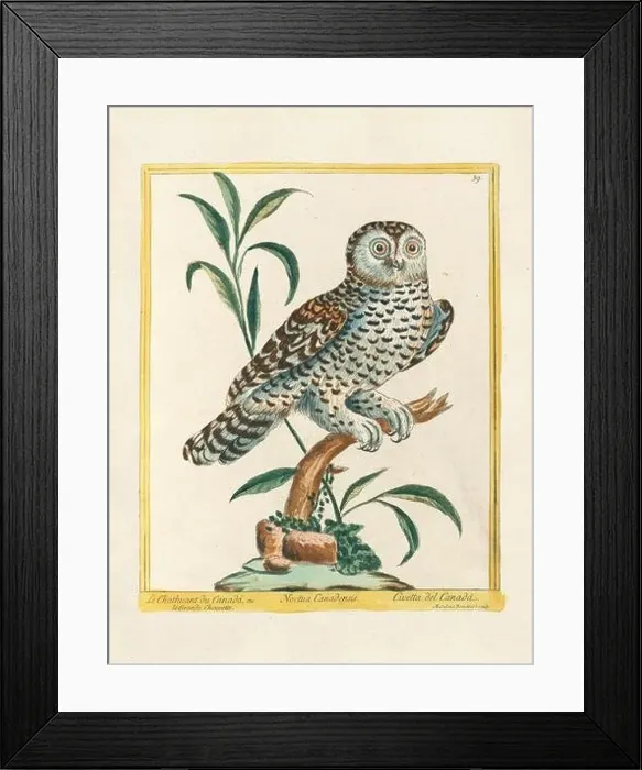 Framed Print : Vintage bird illustration. 18th century bird art. The Owl. Ca. 1780 Framed Print : Vintage bird illustration. 18th century bird art. The Owl. Ca. 1780